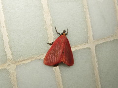 Arctioblepsis rubida