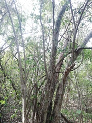 Calycophyllum candidissimum