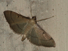 Bradina admixtalis