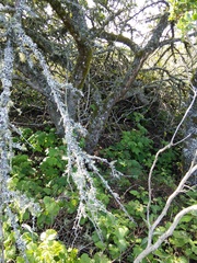 Neotoma fuscipes annectens