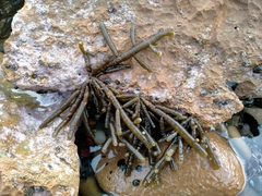 Splachnidium rugosum