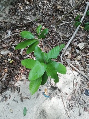 Brosimum alicastrum