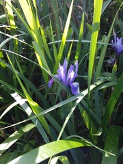 Iris douglasiana