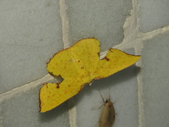 Corymica spatiosa