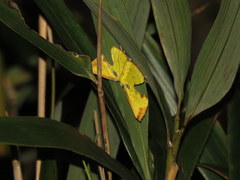 Corymica arnearia