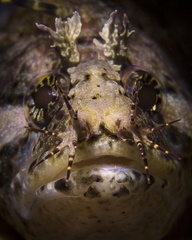 Johnston's Weedfish photo 2