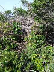 Neotoma fuscipes annectens