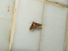 Diasemia accalis