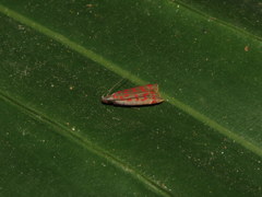 Dichomeris sandycitis