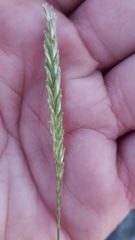 Agropyron cristatum