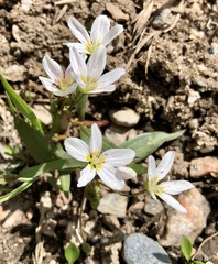 Claytonia lanceolata