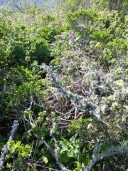 Neotoma fuscipes annectens