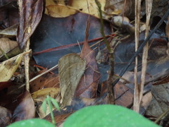 Taygetis nympha