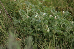 Malvella leprosa
