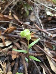 Pterostylis brumalis