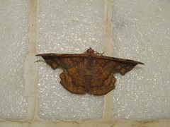 Fascellina chromataria