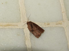 Homona