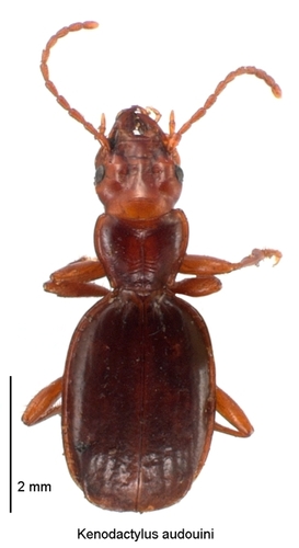 Kenodactylus