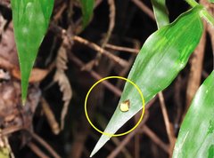 Araneus viridiventris