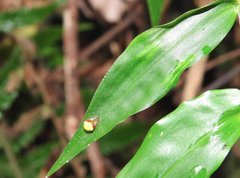 Araneus viridiventris