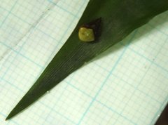 Araneus viridiventris