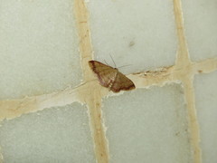 Idaea impexa