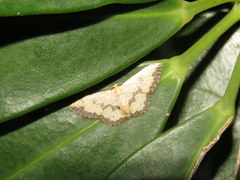 Idaea phaeocrossa