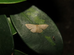 Idaea ptyonopoda