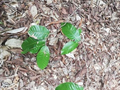 Brosimum alicastrum