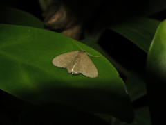 Lophophleps triangularis