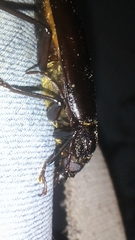 Stenodontes exsertus