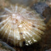 Siphonaria zelandica - Photo (c) Matt Tank, osa oikeuksista pidätetään (CC BY-NC), uploaded by Matt Tank