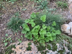 Pelargonium australe