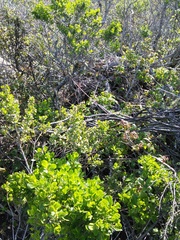 Neotoma fuscipes annectens