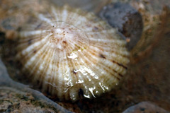 Siphonaria zelandica