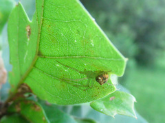 Araneus partitus