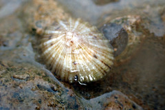 Siphonaria zelandica