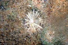 Siphonaria zelandica