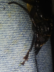 Stenodontes exsertus