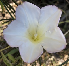 Calystegia sepium limnophila