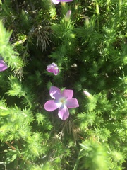 Linanthus californicus