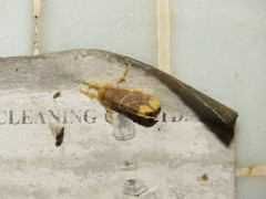 Orvasca subnotata