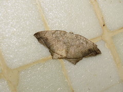 Oxymacaria temeraria