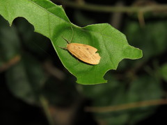 Paralithosia shaowuica