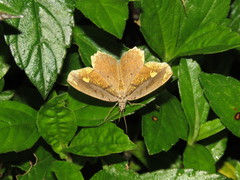 Pareumelea eugeniata