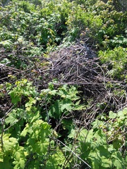 Neotoma fuscipes annectens