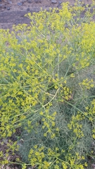 Bilacunaria boissieri