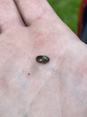 Agabus disintegratus