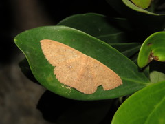 Perixera griseata