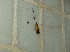 Piesmopoda semilutea